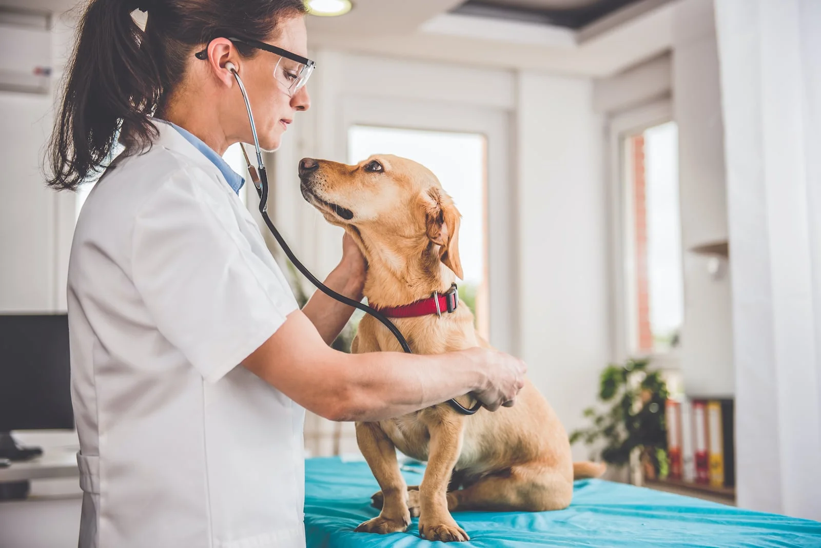 veterinarian with dog